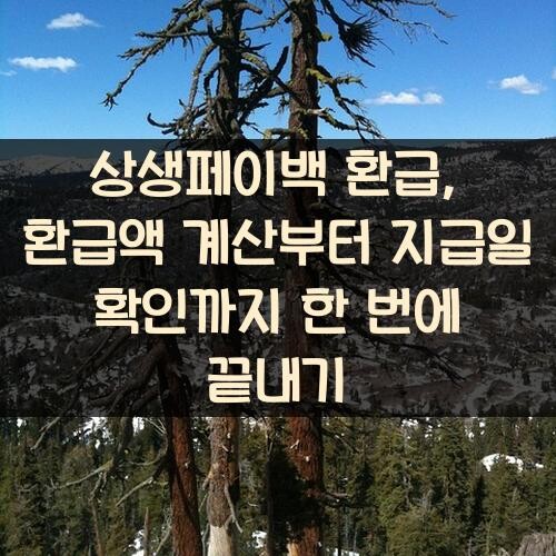 상생페이백 환급, 환급액 계산부터 지급일 확인까지 한 번에 끝내기