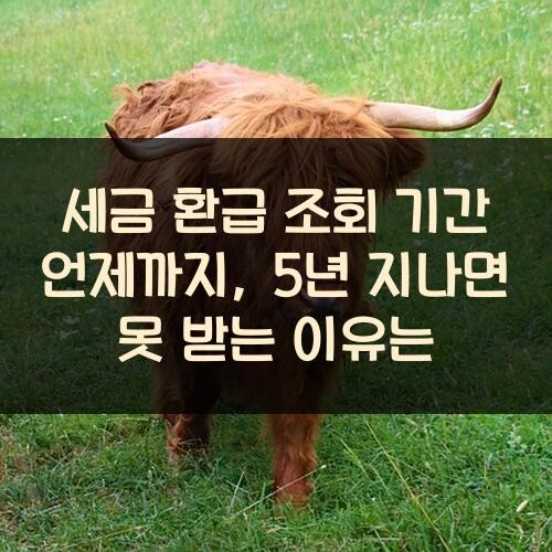 세금 환급 조회 기간 언제까지, 5년 지나면 못 받는 이유는?