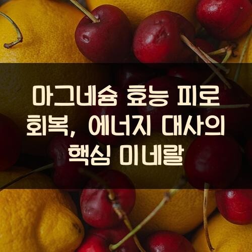 마그네슘 효능 피로 회복, 에너지 대사의 핵심 미네랄