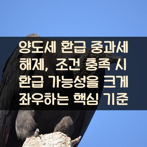 양도세 환급 중과세 해제, 조건 충족 시 환급 가능성을 크게 좌우하는 핵심 기준
