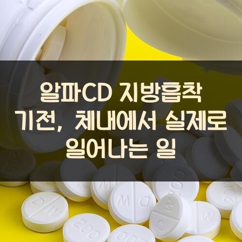 알파CD 지방흡착 기전, 체내에서 실제로 일어나는 일